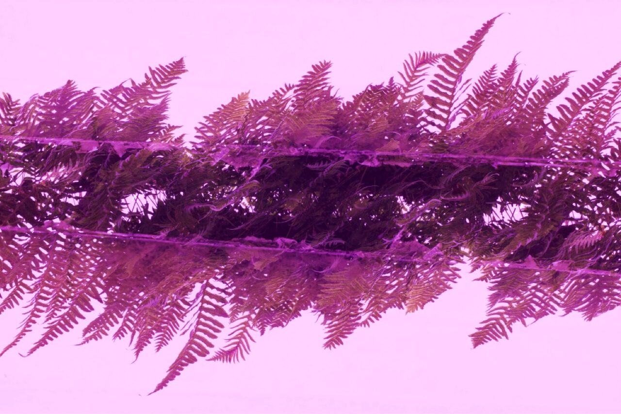 Double exposure of ferns on a ledge.